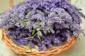 Lavendel Therapie